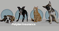 Petplan announces Pets On 4 TV sponsorship